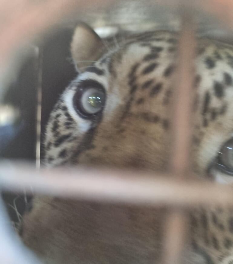 El viaje se concretó esta semana y Carapai fue llevado por tierra, rumbo a su nueva vida. La foto corresponde a su traslado.