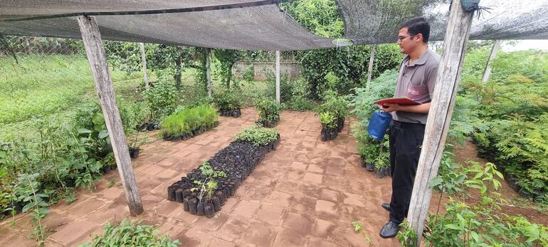 En el vivero de la institución ya se encuentran los arbolitos que serán remplantados en el lugar de los árboles que ya fueron talados.