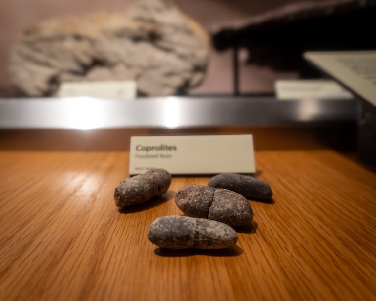 Heces fosilizadas de dinosaurios (coprolitos) en exhibición en el Museo y Centro de Visitantes Rainbow Forest en el Parque Nacional Petrified Forest, Arizona.