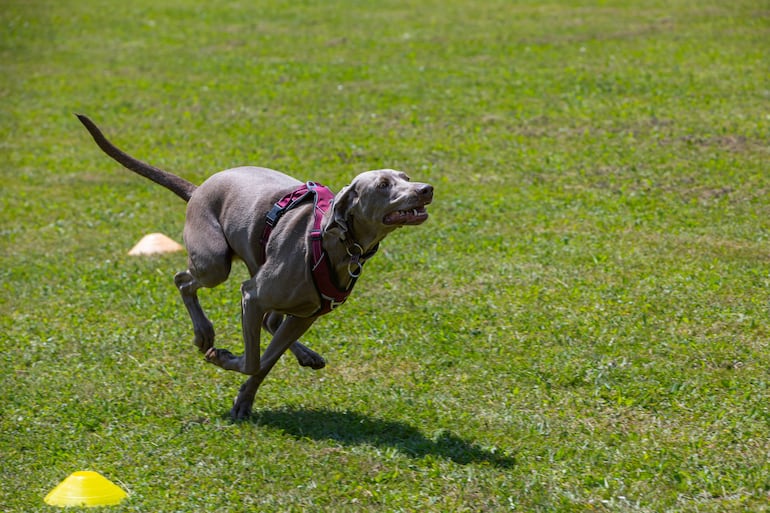 Perro Weimaraner corriendo.