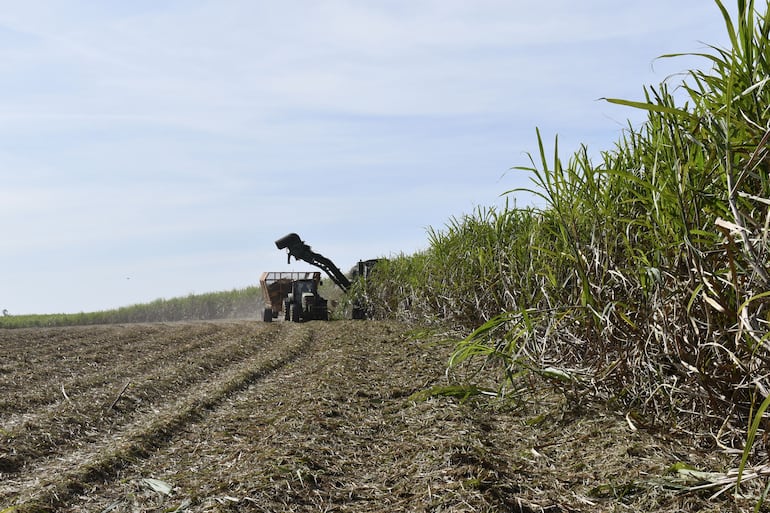 Paraguay ocupa el primer lugar como país exportador de azúcar orgánica.