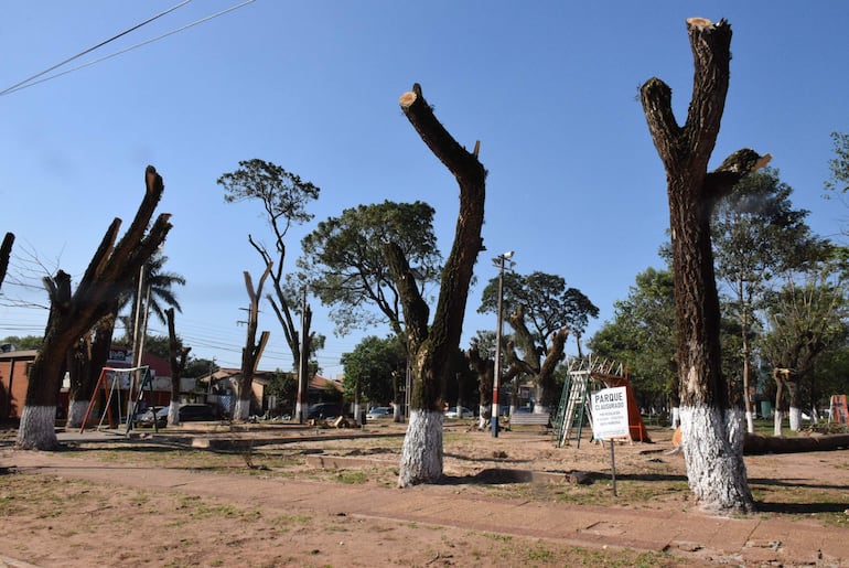 Los árboles mutilados por la comuna de San Juan Nepomuceno.