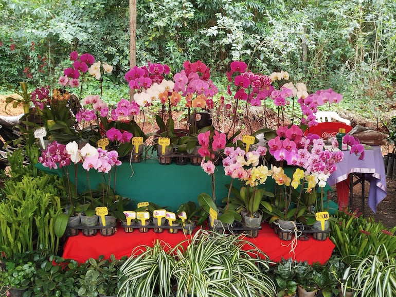 Un almuerzo entre flores invita a hacer turismo en Cabañas en este feriado largo