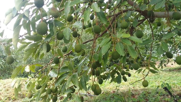 Productores de Eusebio Ayala exportan con éxito aguacates a España