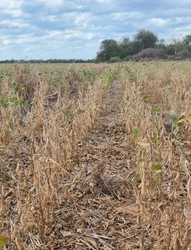 La falta lluvia golpea a los pequeños productores, en la imagen un cultivo de soja quemado por el fuerte viento y la falta de agua. Archivo.