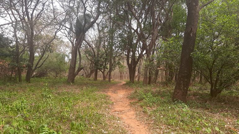 Parte de la finca de 4 hectáreas que fue invadida en Luque. Familia pide que se investigue el caso