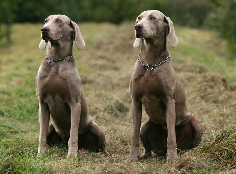 Perros de raza Weimaraner.