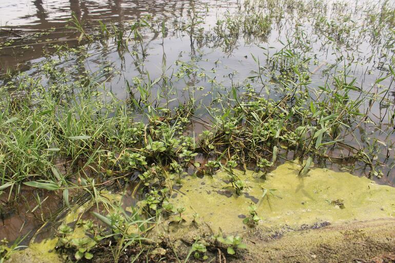 Situación actual del lago Ypacaraí.