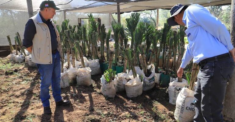 El ministro Moises Bertoni visitando la zona de Picada 500 y observando los plantines de datileras.