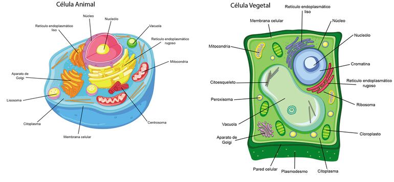 Célula animal y vegetal