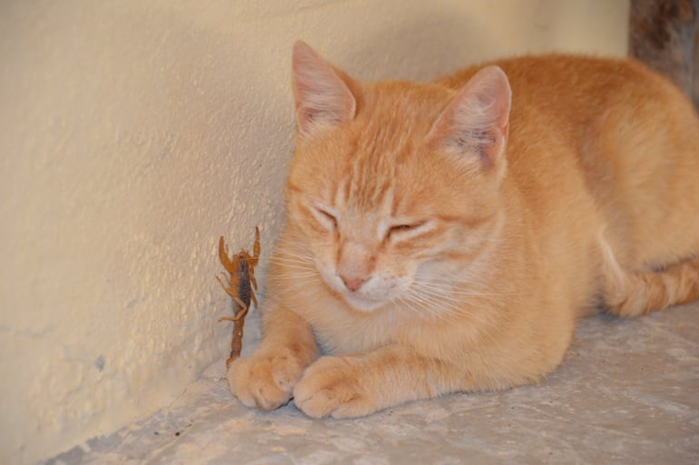 Un gato de color anaranjado con los ojos cerrados, en el suelo. Junto a él, un alacrán amarillo sube por la pared.