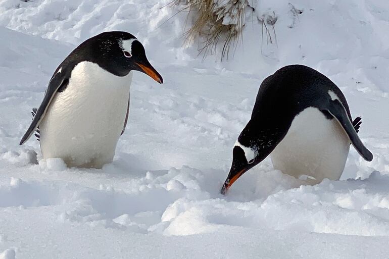 Pingüinos en la nieve, en Bahía Yorke.