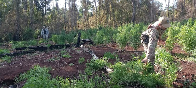 La destrucción de la plantación estuvo a cargo de agentes de la Secretaría Nacional Antidrogas (SENAD).