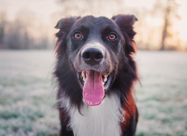 Perro con la lengua afuera