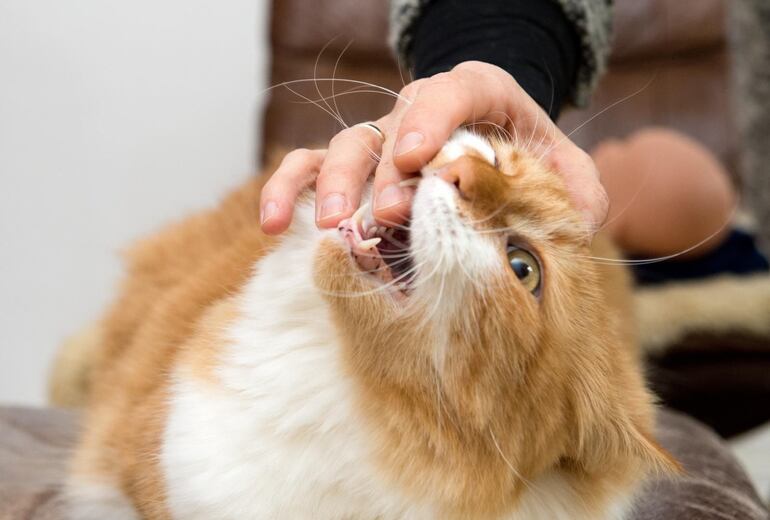 Hoy se celebra el Día Internacional de Gato