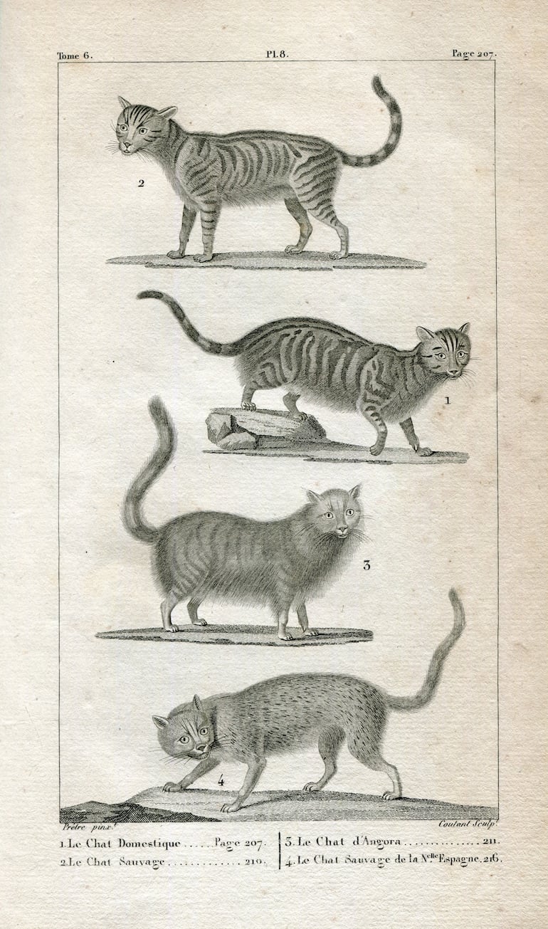 Distintas especies felinas de Pretre (dib.) Coutant (grab.). Fuente: Lacépede, Láminas de animales para las obras de Buffon. París, 1817. Colección Imagoteca de Milda Rivarola.