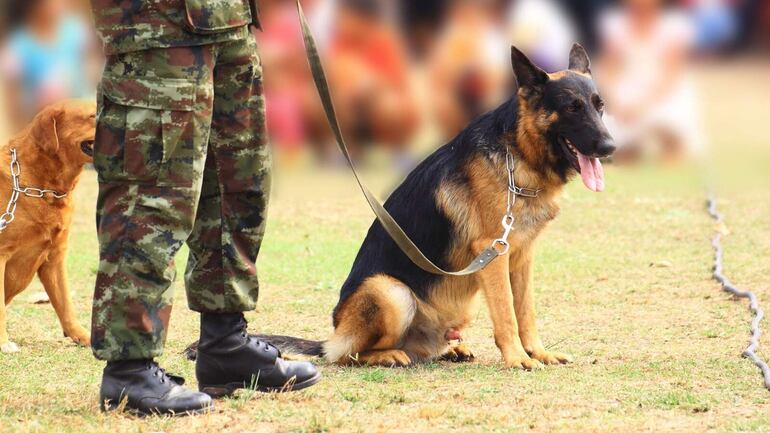 Los perros detectores de explosivos son animales que pueden detectar explosivos aun mezclados con otros componentes (sobre todo alimentos para confundirlos).