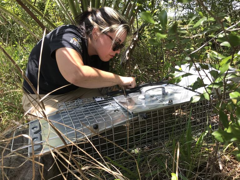 Jenna Cole, miembro del proyecto Croc Docs del Instituto de Ciencias Agrícolas y Alimentarias de la Universidad de Florida (UF/IFAS), mientras instala una trampa asistida por inteligencia artificial (IA) para atrapar a tegus argentinos blancos y negros en el campo en la zona de St. Lucie (Florida).