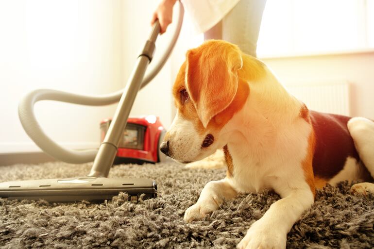 El aspirado de alfombras y muebles es importante para liberar estos espacios de pelos de tu mascota.