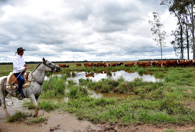 Imagen representativa de la ganadería bovina paraguaya publicada por la Asociación Rural del Paraguay (ARP),