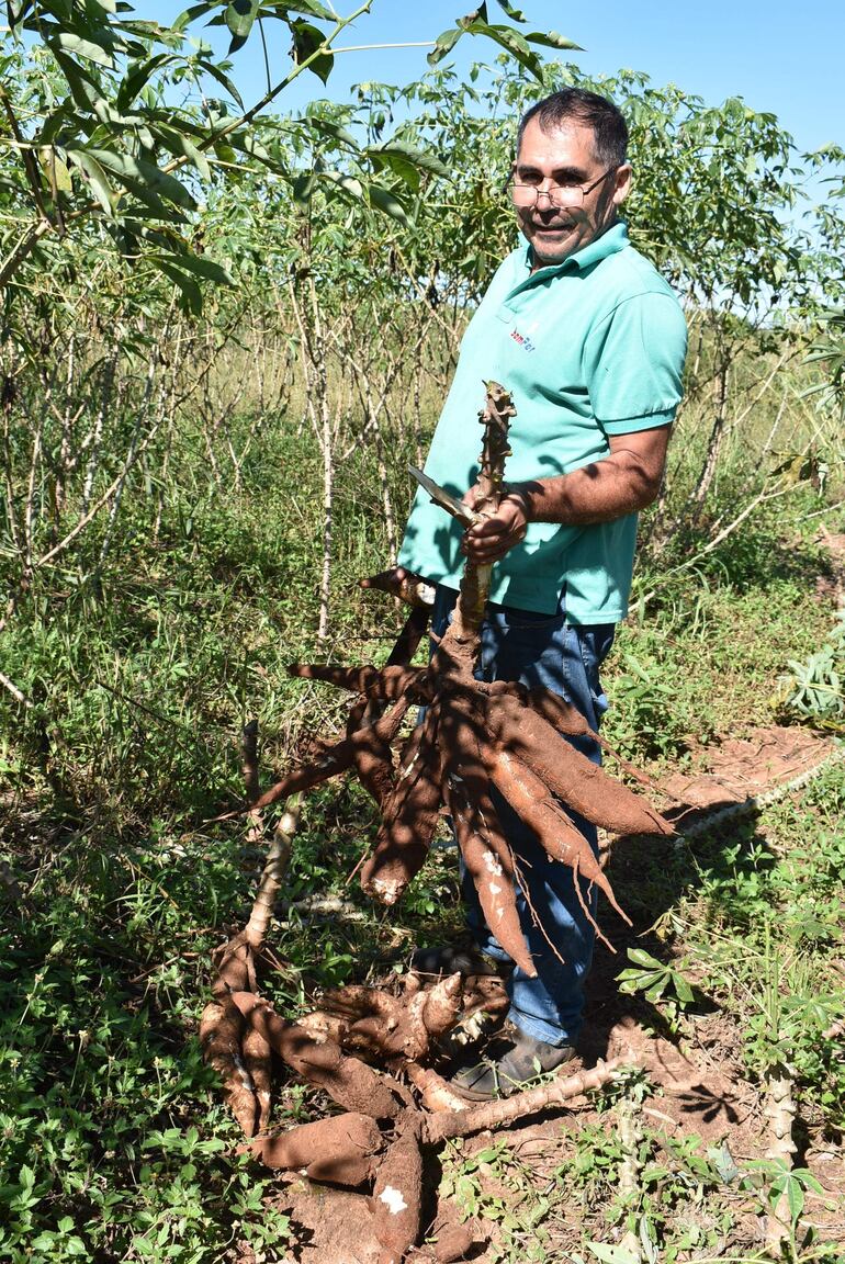 
El productor Marciano Peralta de Santaní muestra la excelente calidad de la mandioca producida en su chacra 