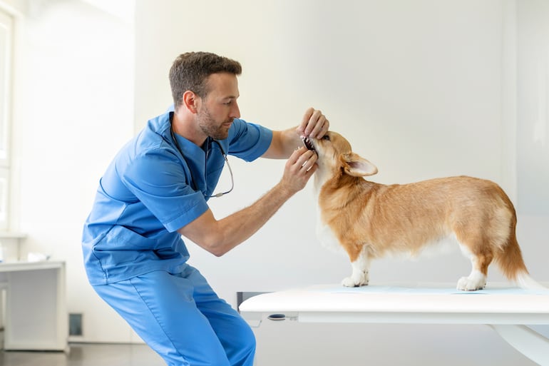 Los chequeos veterinarios son muy importantes en los cachorros.