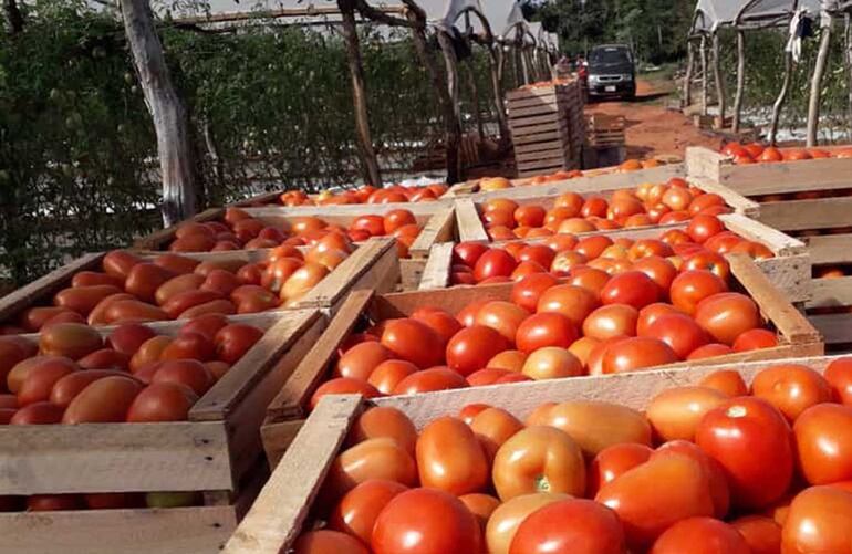 Cosecha de tomate de la finca de Francisco Meza, presidente de la Unión Nacional de Productores Frutihortícolas (UNPF), en Tres de Febrero, Caaguazú.