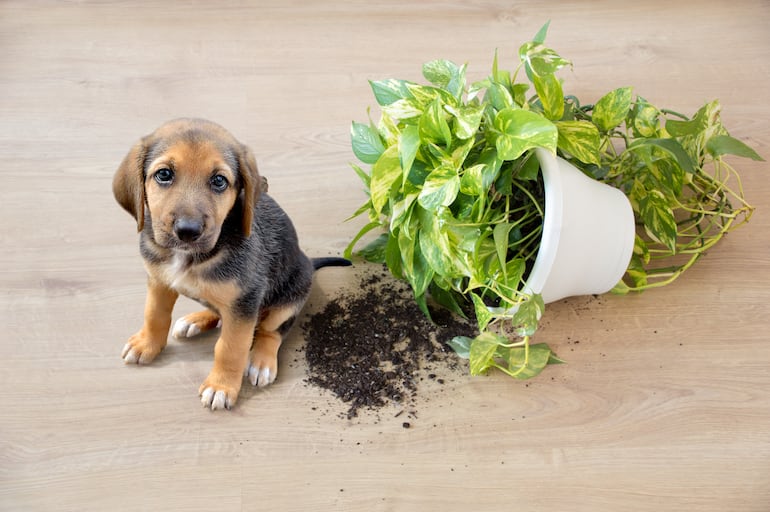 ¿Quién es el culpable? Este perrito intenta evadir su responsabilidad pero la cara de culpa lo delata.