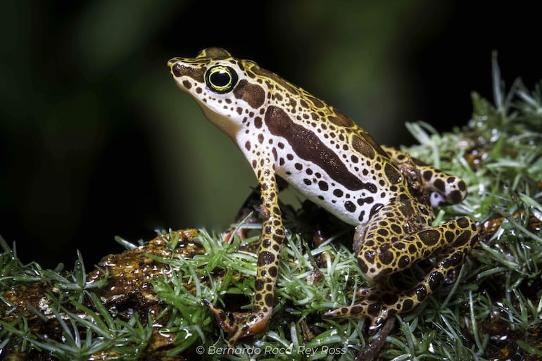 Fotografía difundida por el Instituto Peruano de Herpetología de una rana 'Atelopus harlequin'. 