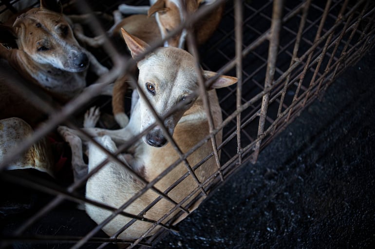 Los animales para el consumo humano suelen transportarse en jaulas en pésimas condiciones.