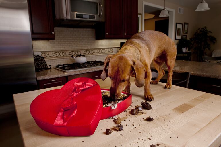 El chocolate es uno de los regalos más comunes en San Valentín, pero es altamente tóxico para perros y gatos.