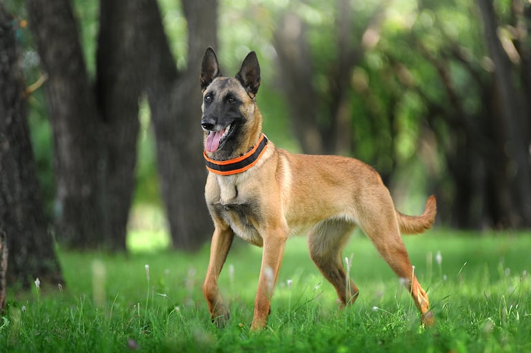 Pastor belga Malinois.