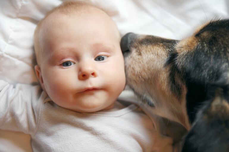 Un perro pastor alemán lame la cara de un bebé.