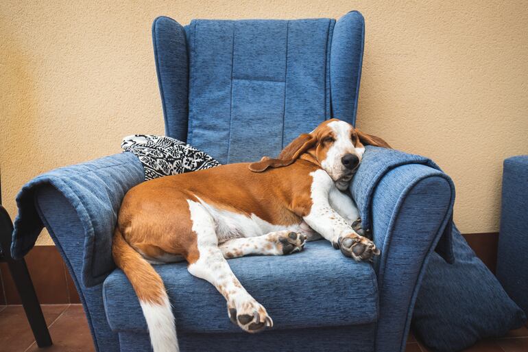 Perro de raza Basset Hound.