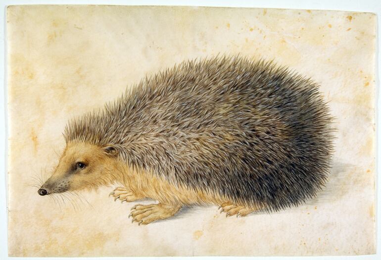 Hans Hoffman: “Ein Igel (Erinaceus roumanicus)“, circa 1584