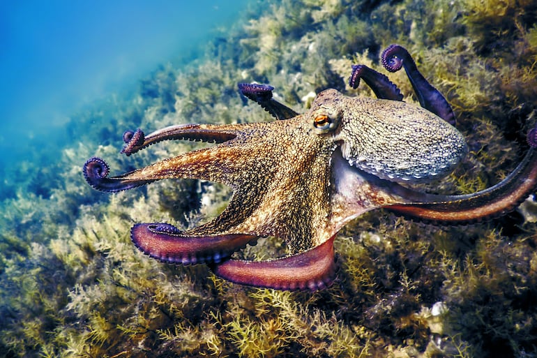 Pulpo.