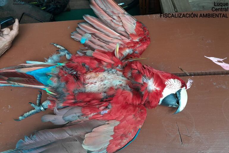 Guacamayo rojo que vivía en libertad en Luque fue asesinado a balazos.