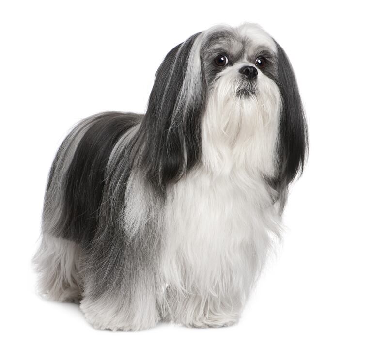 Perro de raza Lhasa Apso.