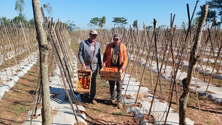 Gumersindo Alcaraz (izquierda ) y Rodney Ramírez muestran sus pequeños tomates en su finca perdida.