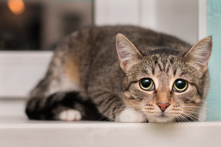 Si un gato se lesiona o queda atrapado en un lugar diferente, puede estar escondido en silencio o llorando.