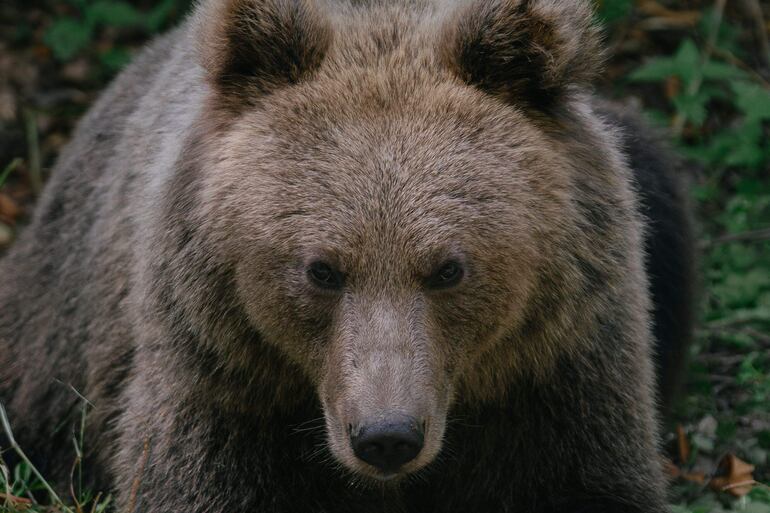 Las autoridades de Japón han comenzado a ofrecer subsidios e incentivos económicos para la caza de osos en el país, ante el incremento sin precedentes de ataques de estos animales a personas en los últimos meses, especialmente en el norte del país.