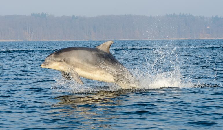 Son inteligentes, veloces, obedientes y poseen habilidades muy especiales bajo el agua. La mayoría conoce a los delfines sobre todo gracias a series de televisión como "Flipper".