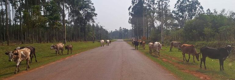 La precaria ruta que une San Juan Nepomuceno con Abai también es invadida por los animles sueltos.