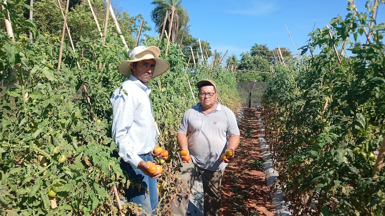 Los productores Gustavo Benítez y Alcides González muestran frutos de tomate que no pueden vender.