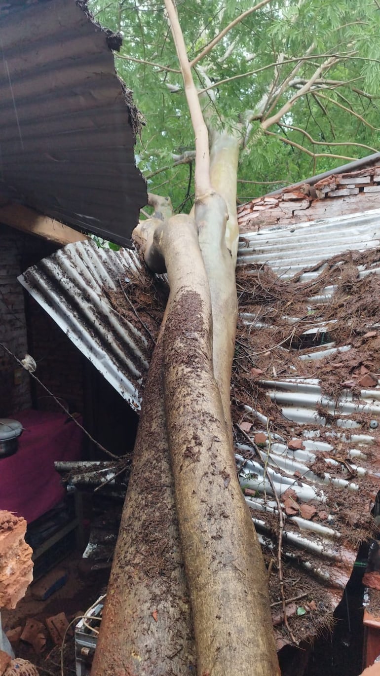 Caída de árboles ocasionaron destrozos en al menos cinco viviendas de Villa Elisa esta mañana.