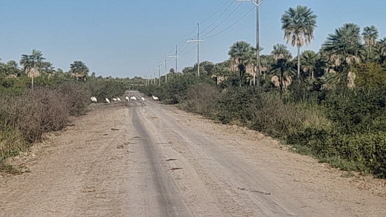 Variedad de garzas a lo largo del camino que conduce a Bahía Negra y Fuerte Olimpo.