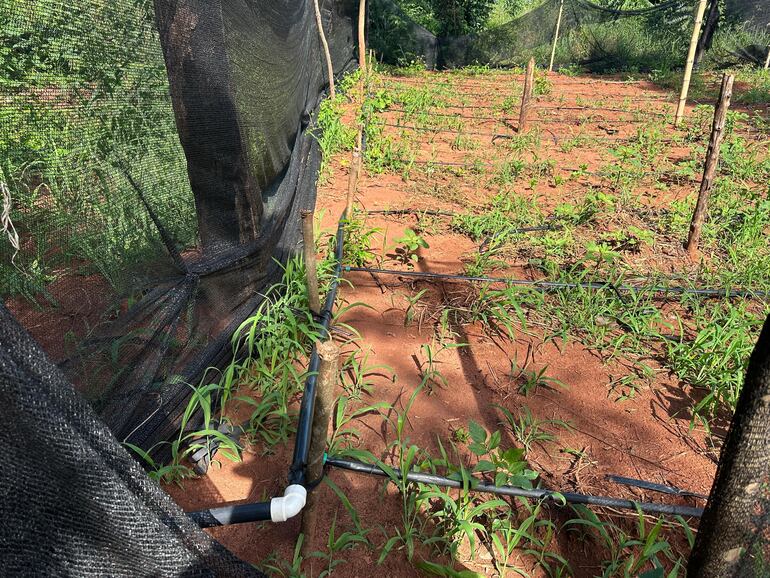 Destruyen más de 16 toneladas en cultivo de marihuana en Colonia Agüerito