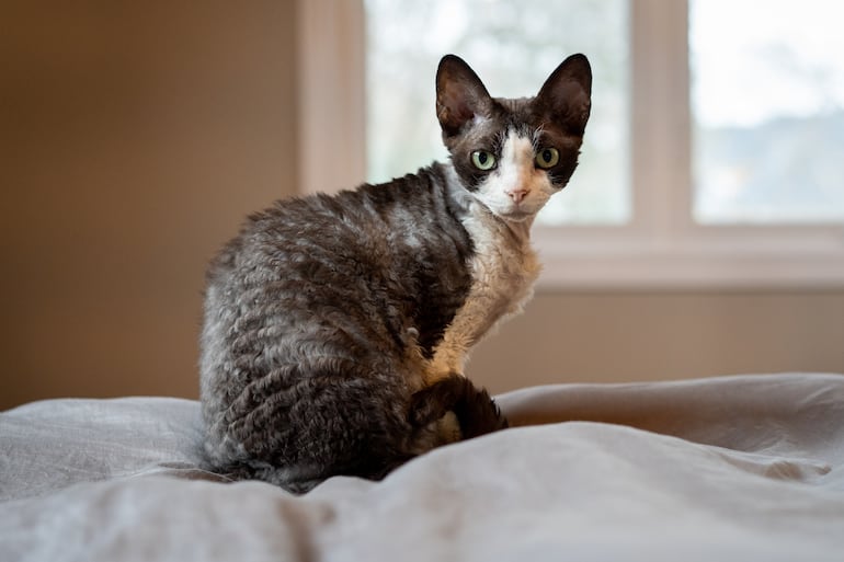 Gato Devon Rex.