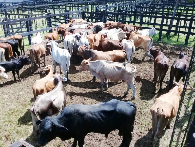 Vacunos dentro de la estancia donde se produjo el hecho de abigeato.