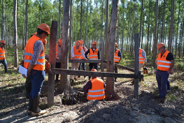 Una calicata en suelos forestales para ver el desarrollo de árboles y si se debe corregir el suelo.